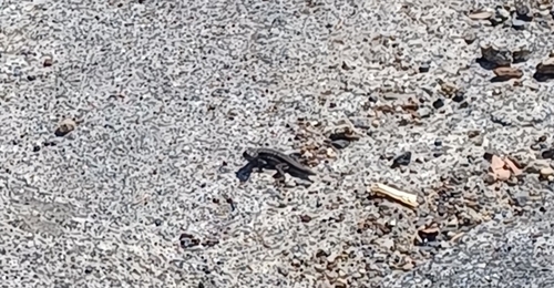 iNaturalist observation photo of Western Fence Lizard