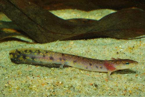 Gulf Coast Waterdog