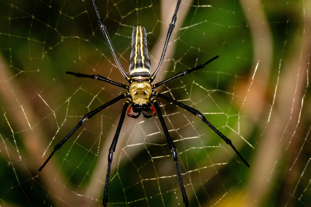 Giant Golden Orbweaver From On June 18 2019 At 07 04 AM By Eden   Large 