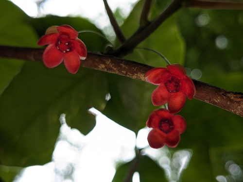 Schisandra glabra (Brickell) Rehder
