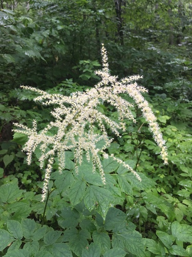 Roan Mountain false goat's beard (Astilbe crenatiloba)