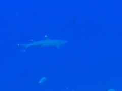 Whitetip reef shark