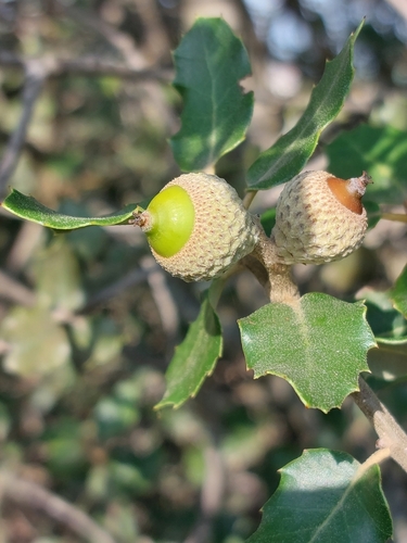 Quercus × eborense