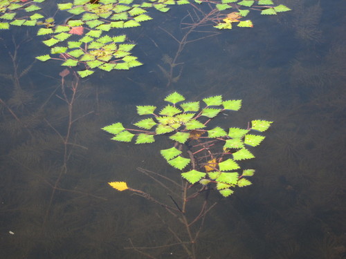 Water caltrop