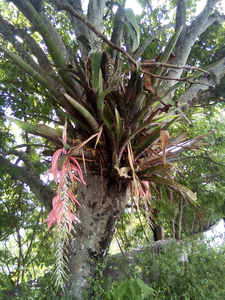 Billbergia rosea