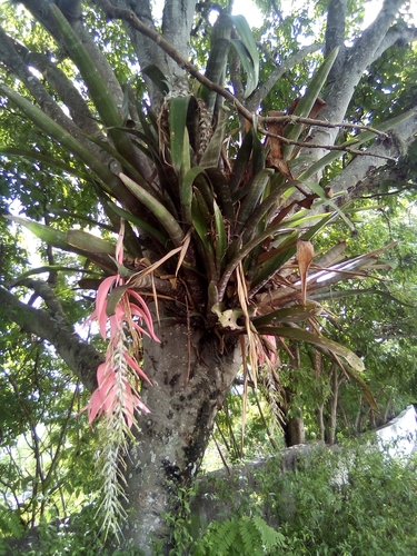 Billbergia rosea