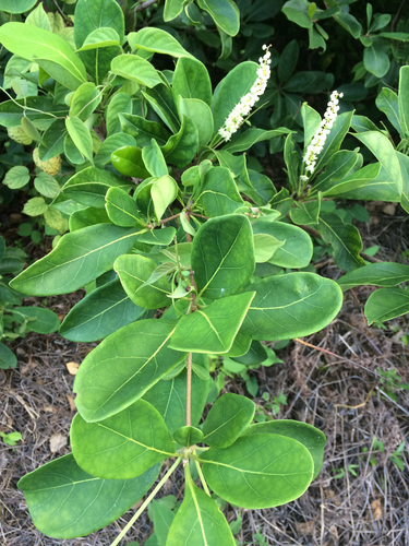 Terminalia muelleri Benth.