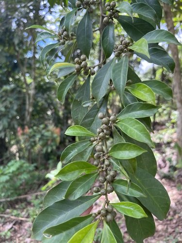 Tetrorchidium didymostemon