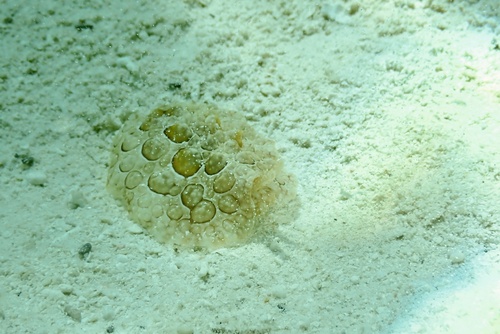 Forssk氓l's Pleurobranch — seen at this dive site
