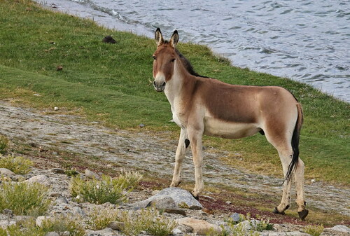 Equus kiang Moorcroft, 1841