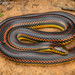 Rainbow Snake - Photo (c) Benjamin Genter, all rights reserved, uploaded by Benjamin Genter