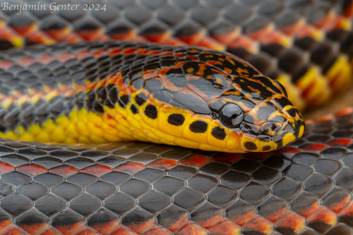 Rainbow Snake