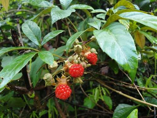 Rubus cochinchinensis