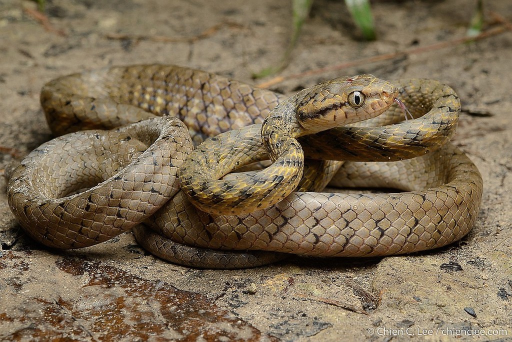 Brown Tree Snake Boiga Irregularis Inaturalist