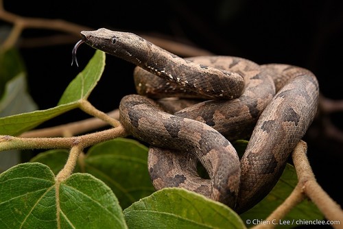 Pacific Boa - Photo (c) Chien Lee, all rights reserved, uploaded by Chien Lee