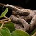 New Guinea Tree Boa - Photo (c) Chien Lee, all rights reserved, uploaded by Chien Lee