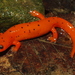 Mud Salamander - Photo (c) Michael Graziano, all rights reserved, uploaded by Michael Graziano