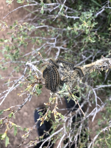 iNaturalist observation photo of Western Tent Caterpillar Moth