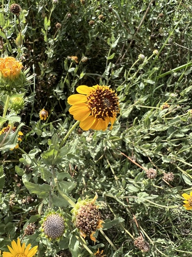 Alkali Sunflower