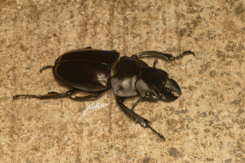 Very big Odontolabis latipennis 68mm 【公式通販】