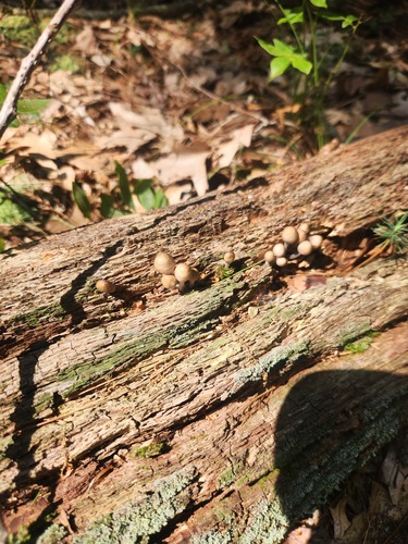 Mycena