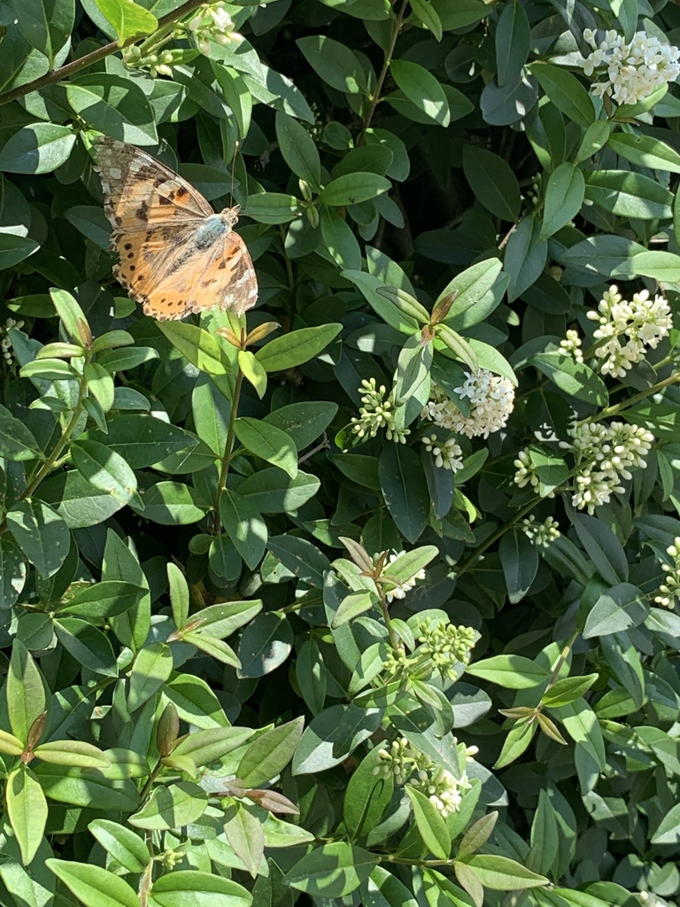 Painted Lady from Skovvej 9, Horsens, Midtjylland, DK on June 19, 2019 ...