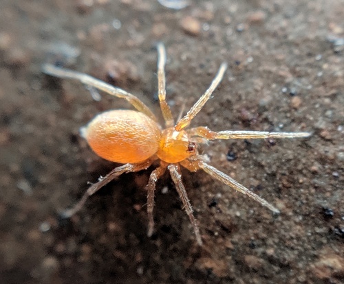 hidden house spider
