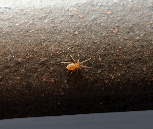 hidden house spider