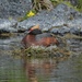 Eurasian Horned Grebe - Photo (c) Chris McCreedy, all rights reserved, uploaded by Chris McCreedy
