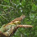 Great Crested Flycatcher - Photo (c) Jake Scott, all rights reserved, uploaded by Jake Scott