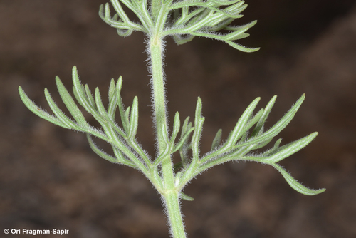 Teucrium orientale