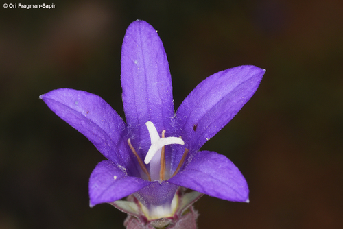 Campanula strigosa