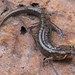 Foothills Dusky Salamander - Photo (c) Jake Scott, all rights reserved, uploaded by Jake Scott