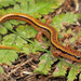 Blue Ridge Two-lined Salamander - Photo (c) Jake Scott, all rights reserved, uploaded by Jake Scott