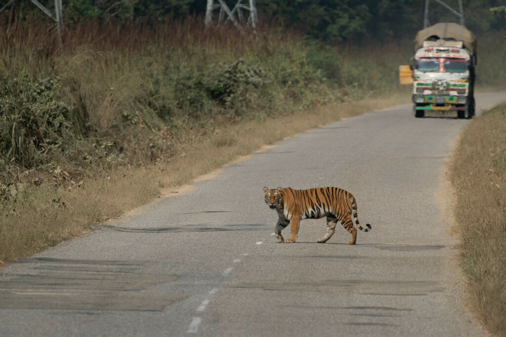 Bengal Tiger in November 2022 by Po-Wei Chi · iNaturalist