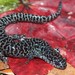 Frosted Flatwoods Salamander - Photo (c) Michael Graziano, all rights reserved, uploaded by Michael Graziano