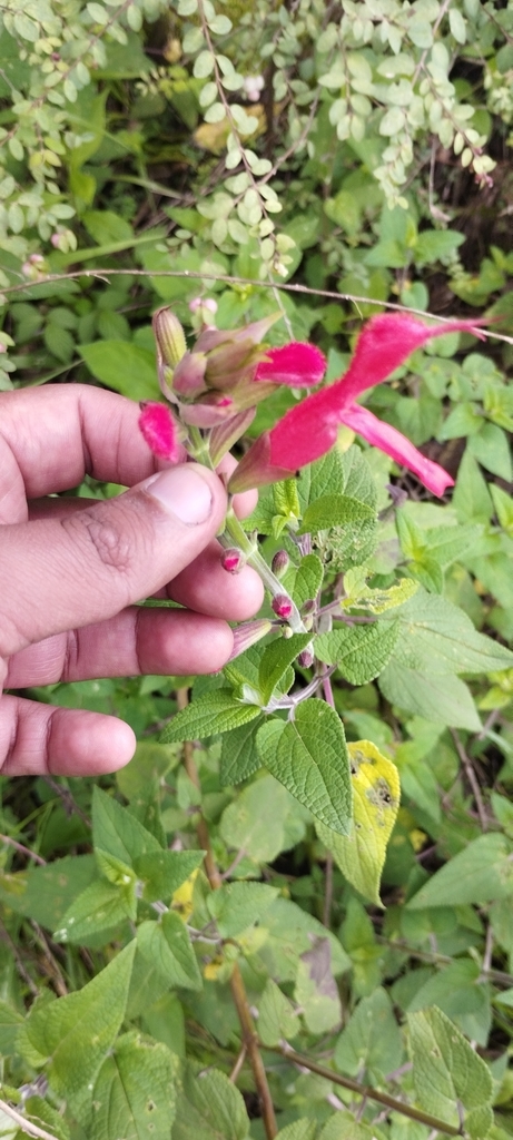 Cardinal Sage from 52753 Méx., México on July 27, 2024 at 01:19 PM by ...