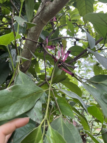 Tapinanthus bangwensis