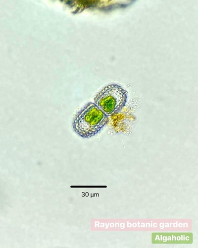 Cosmarium elegantissimum