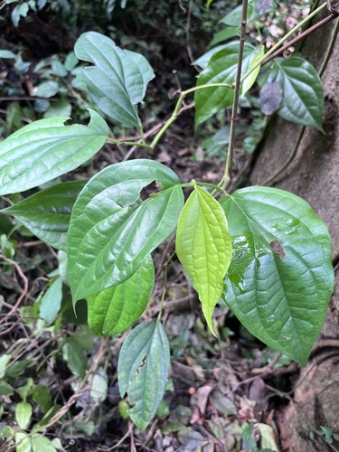 Piper guineense