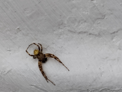 Four-spot Orbweaver