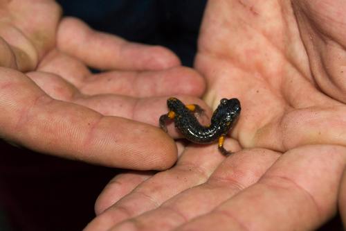 iNaturalist observation photo of Sierra Nevada Ensatina