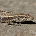 Anatolian Rock Lizard - Photo (c) Ilias Strachinis, all rights reserved, uploaded by Ilias Strachinis