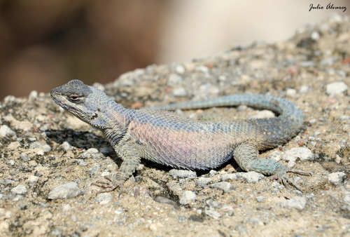 Duges' Spiny Lizard