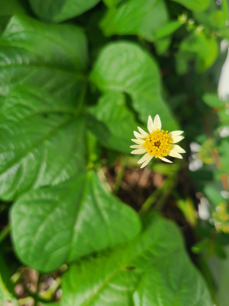 Tridax daisy in August 2024 by Butterfly Rainbowsoul · iNaturalist