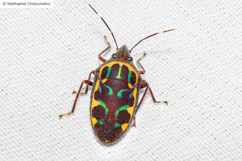 Tetrarthria variegata Dallas, 1851