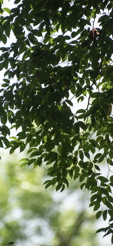 Peltogyne purpurea - Leaves