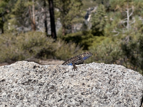 iNaturalist observation photo of Western Fence Lizard