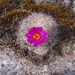 Mammillaria deherdtiana dodsonii - Photo (c) Carlos Cuellar, all rights reserved, uploaded by Carlos Cuellar