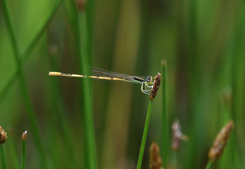 Citrine Forktail